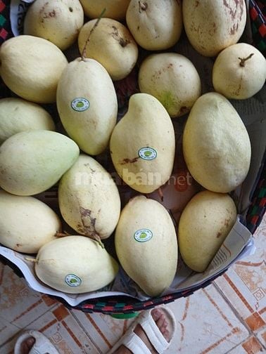 Bán sỉ Xoài Tứ Quý Bến Tre đi các tỉnh
