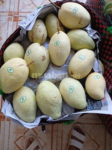 Bán sỉ Xoài Tứ Quý Bến Tre đi các tỉnh