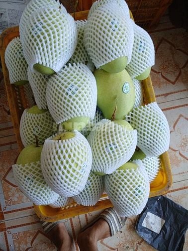 Bán sỉ Xoài Tứ Quý Bến Tre đi các tỉnh