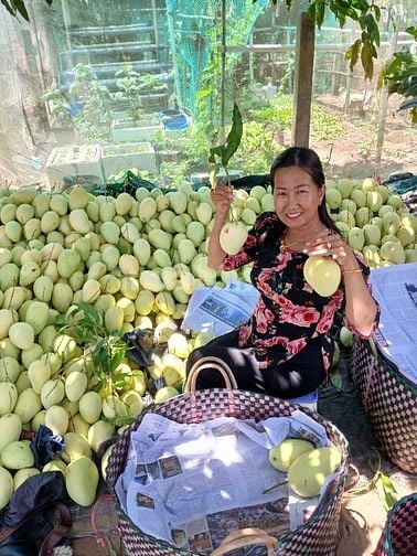 Bán sỉ Xoài Tứ Quý Bến Tre đi các tỉnh
