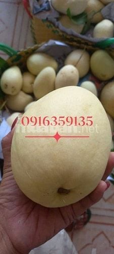 Bán sỉ Xoài Tứ Quý Bến Tre đi các tỉnh