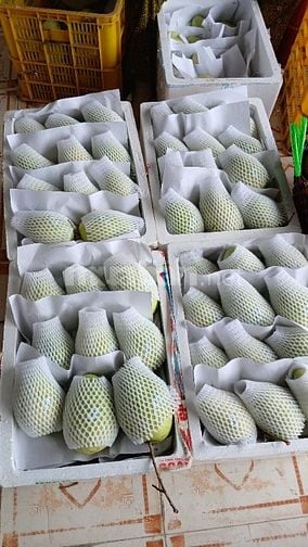 Bán sỉ Xoài Tứ Quý Bến Tre đi các tỉnh