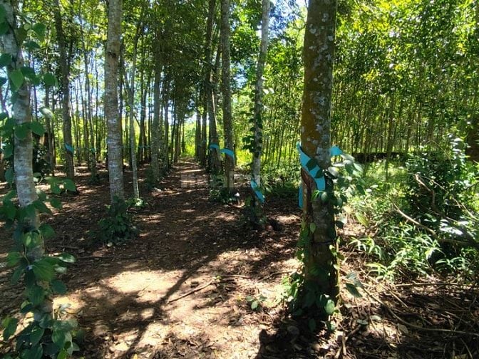🔥 CẦN TIỀN BÁN NHANH ĐẤT THỔ CƯ 1.380M2 23x 60M – GIÁ CHỈ 2TỶ6
