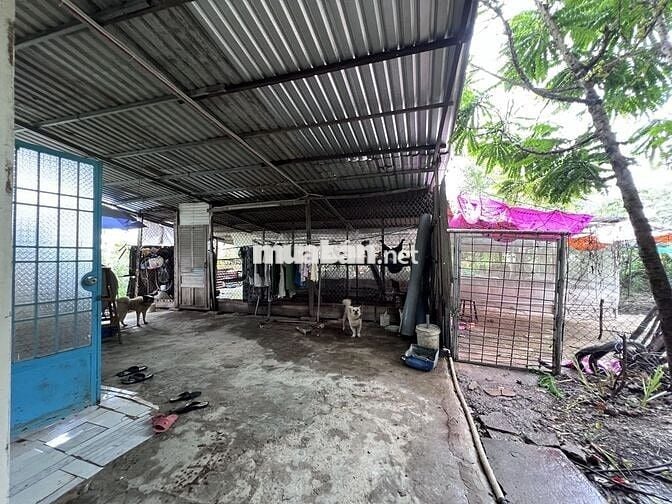 Bán đất có sẵn nhà cấp 4 và trang trại nuôi heo