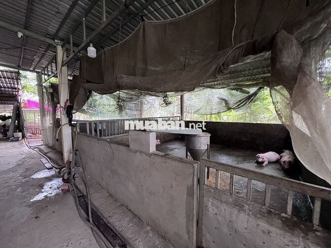 Bán đất có sẵn nhà cấp 4 và trang trại nuôi heo