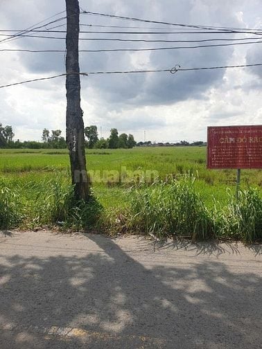Đất Lúa MT Nhựa XTT4 Hóc Môn. Giá 5,2tr/m²
