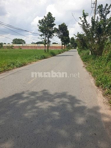 Đất Lúa MT Nhựa XTT4 Hóc Môn. Giá 5,2tr/m²