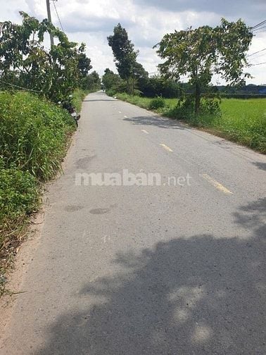 Đất Lúa MT Nhựa XTT4 Hóc Môn. Giá 5,2tr/m²