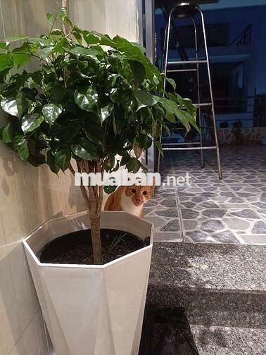 Phòng trọ NỮ 2triệu/người - Phòng mới Phú Nhuận ( ***)