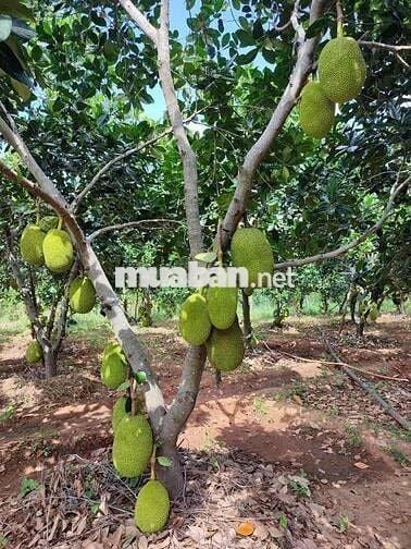 đất vườn có sẵn thổ cư ở Bến Lức Long An