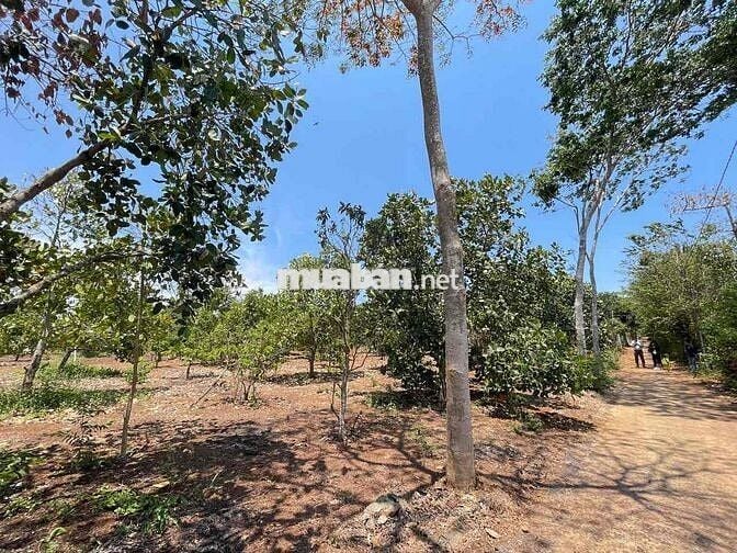 🌿 BÁN ĐẤT XÃ XUÂN BẢO – HUYỆN CẨM MỸ – ĐỒNG NAI 🌿  📍 Vị trí: Xã Xuân B