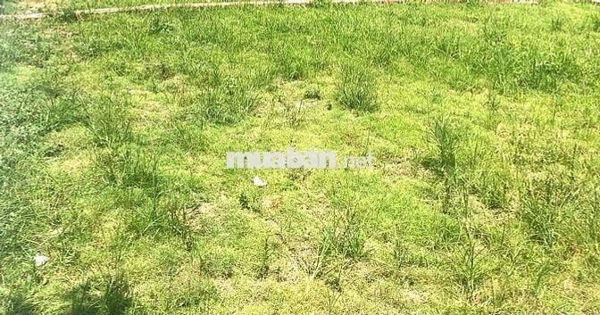 ĐẤT NỀN FULL THỔ CƯ TẠI CỔ ĐÔNG, SƠN TÂY DT; 116,6M2 MT 5,06m Giá 3,20