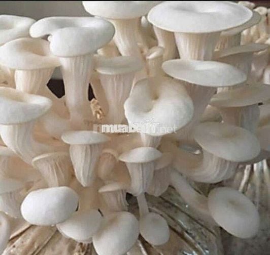 Đất trồng cây lâu năm phân nền