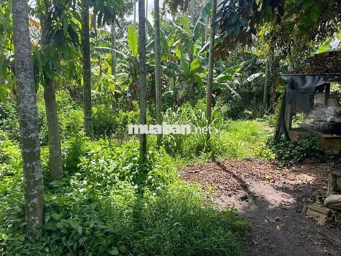 BÁN LÔ ĐẤT ĐẸP CHÍNH CHỦ TẠI TRUNG LẬP THƯỢNG-CỦ CHI, GIÁ 5 TRIỆU/M2