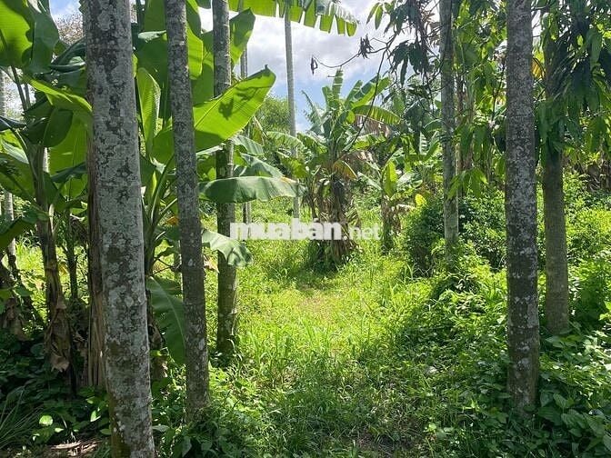BÁN LÔ ĐẤT ĐẸP CHÍNH CHỦ TẠI TRUNG LẬP THƯỢNG-CỦ CHI, GIÁ 5 TRIỆU/M2
