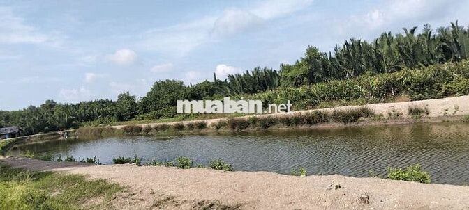 Bán đất Mặt tiền đường Ngô Quang thắm Xã Long Thới DT 10.000m2