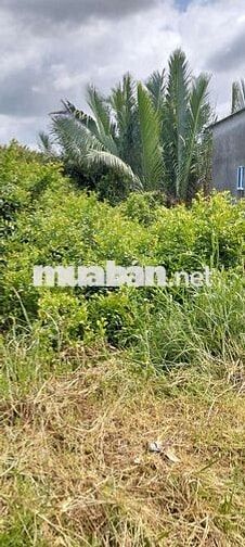 Bán đất Mặt tiền đường Ngô Quang thắm Xã Long Thới DT 10.000m2