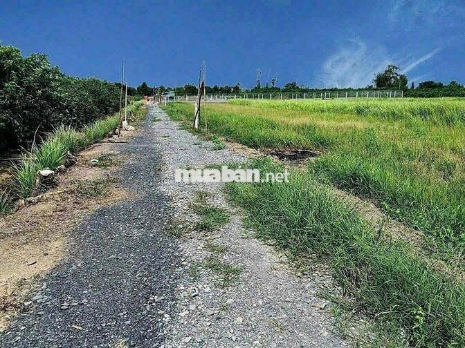đất vườn Bến lức Long An giá rẻ
