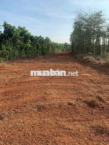 Cần bán 4068,1m vuông,đất trồng cây lâu năm tại xã Hòa Hiệp,( Bà rịa