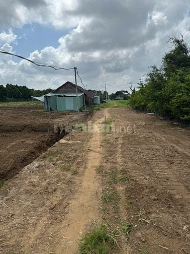Đất Lúa  Đường XTT2 Hóc Môn. Giá 2,6tr/m²