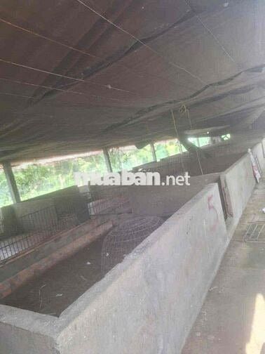 Cần Bán Đất Gần QL50 Long Bình Điền Tiền Giang