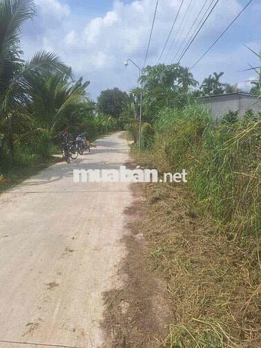 Cần Bán Đất Gần QL50 Long Bình Điền Tiền Giang