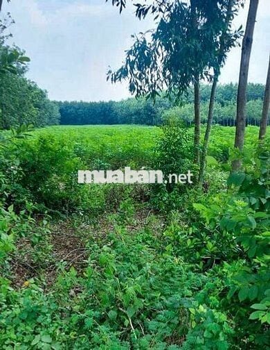 Chính chủ bán 1,2ha ~ gần 11350 mặt tiền DH1 Tây Ninh có 7 lô thổ cư