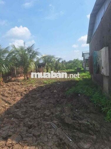 Cần Bán Đất Gần QL50 Long Bình Điền Tiền Giang