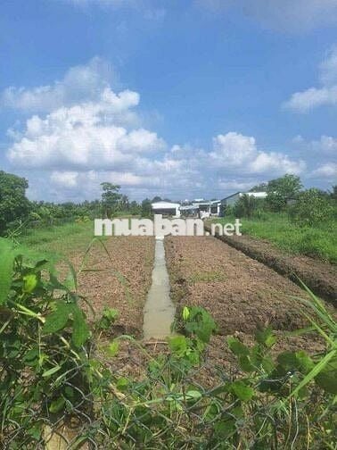 Cần Bán Đất Gần QL50 Long Bình Điền Tiền Giang
