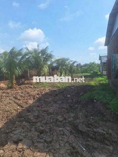 Cần Bán Đất Gần QL50 Long Bình Điền Tiền Giang