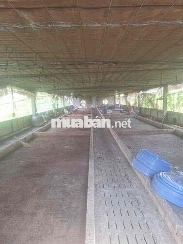 Cần Bán Đất Gần QL50 Long Bình Điền Tiền Giang