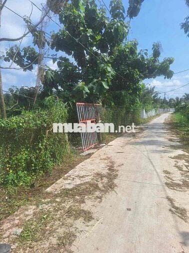 Cần Bán Đất Gần QL50 Long Bình Điền Tiền Giang