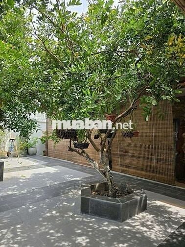 Biệt thự VIP gần 1000m2 Sân Vườn Hồ Bơi 3 tầng Đường Lê Thị Riêng