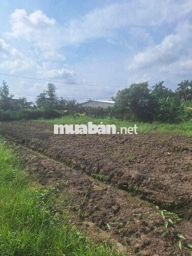 Cần Bán Đất Gần QL50 Long Bình Điền Tiền Giang