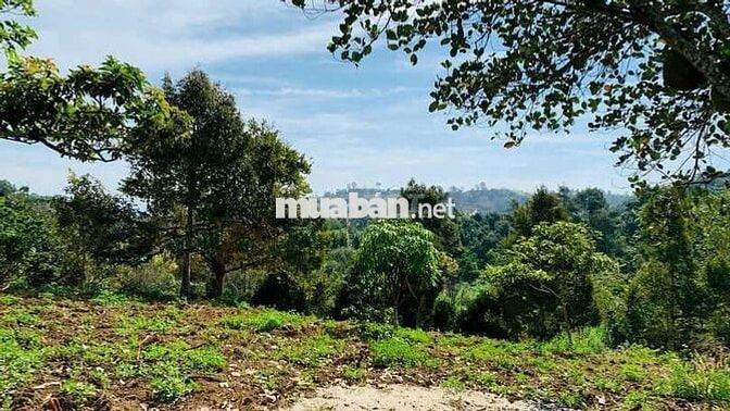 Chủ cần bán đất vườn view rừng thông gần cao tốc & sân bay Liên Khương
