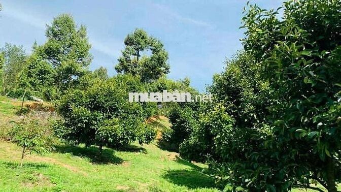 Chủ cần bán đất vườn view rừng thông gần cao tốc & sân bay Liên Khương