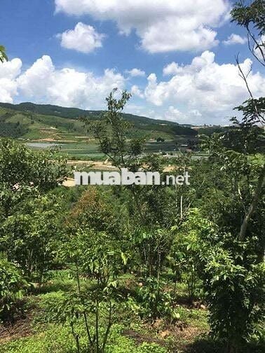Chủ cần bán đất vườn view rừng thông gần cao tốc & sân bay Liên Khương