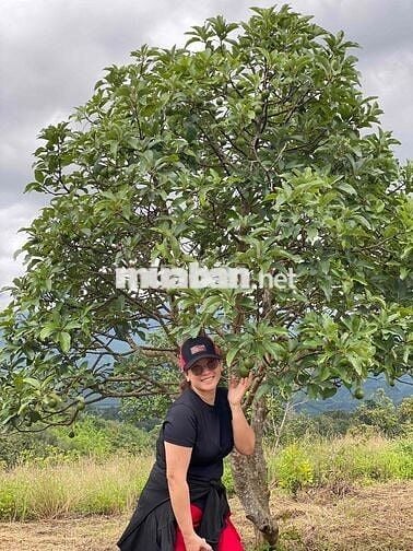 Hạ 100tr còn 3ty850💥 Dãy Trọ Thu Nhập Hơn 🍀10tr🍀 Dt: 5,05m x 17m (nở h