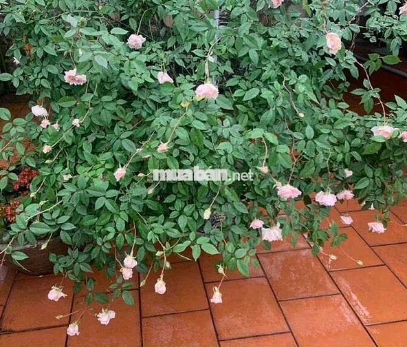 CHO THUÊ MT TÂY THẠNH . VỊ TRÍ SIÊU ĐẸP 4 x 30 M ĐÚC 1 lầu : 2 PN