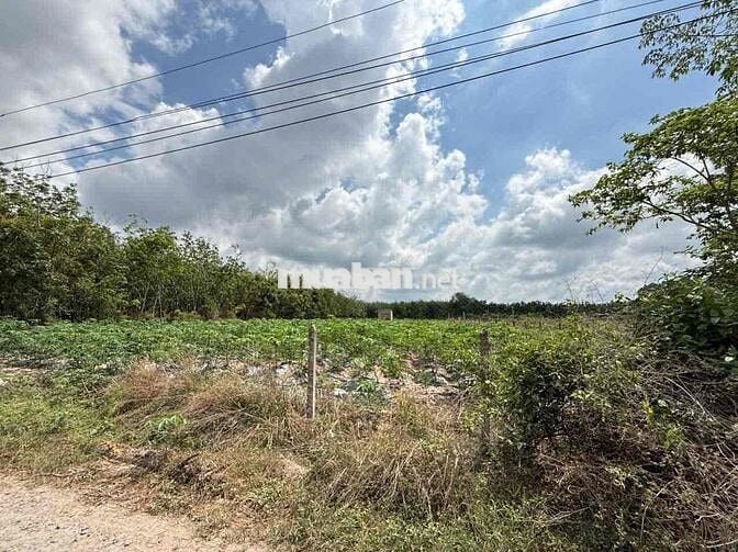 4224m2 đất Full thổ cư tại Thạnh Đức, Gò Dầu, Tây Ninh