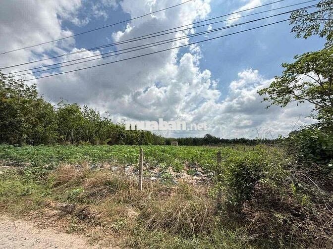 4224m2 đất Full thổ cư tại Thạnh Đức, Gò Dầu, Tây Ninh