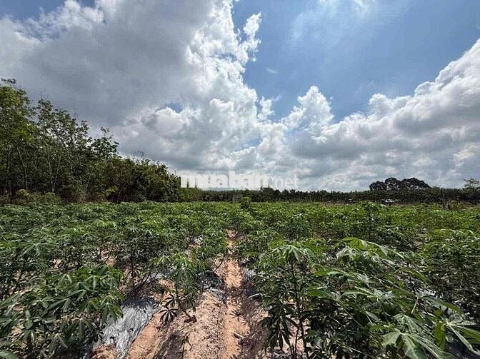 4224m2 đất Full thổ cư tại Thạnh Đức, Gò Dầu, Tây Ninh