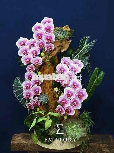 Cho thuê NHÀ Vườn LÀI : 5 x 17 M Đúc 1 trệt , 2 lầu : Hẻm 5 M