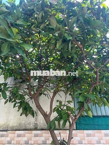 cho thuê nhà cấp 4 , sân vườn, sân đậu ô tô , khu vực an ninh tốt!
