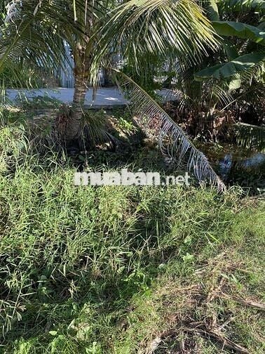 Loại đất nông nghiệp+1170m2+Đất nhà /Tân Trung, Gò Công, Tiền Giang