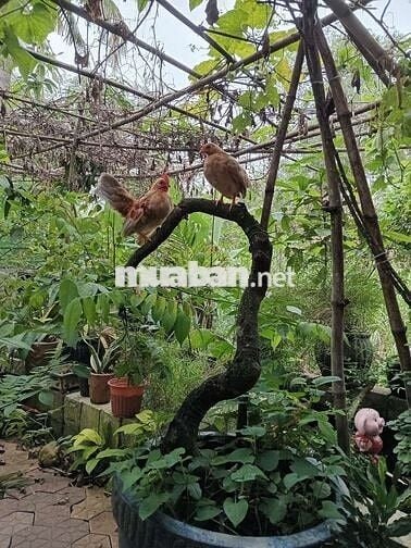 Đất thổ cư dân cư phường phước tân