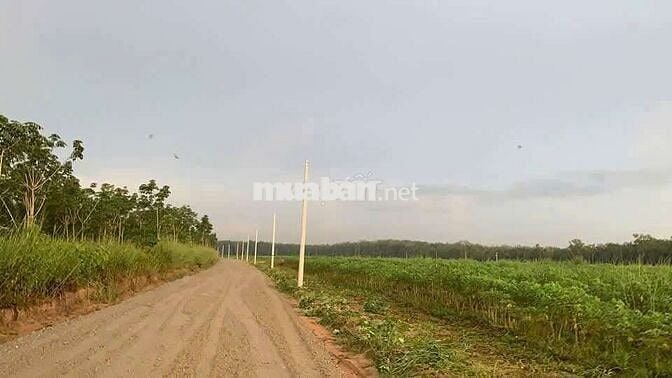 - Đất cần bán 200 m² sau khu công nghiệp chơn thành.