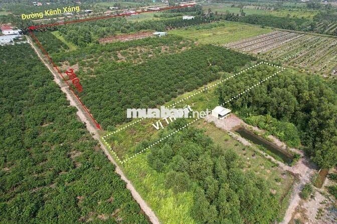 1000m Đất Vườn Chỉ 450tr Siêu Rẽ ở Bến Lức