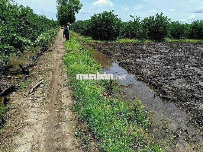 1000m Đất Vườn Chỉ 450tr Siêu Rẽ ở Bến Lức