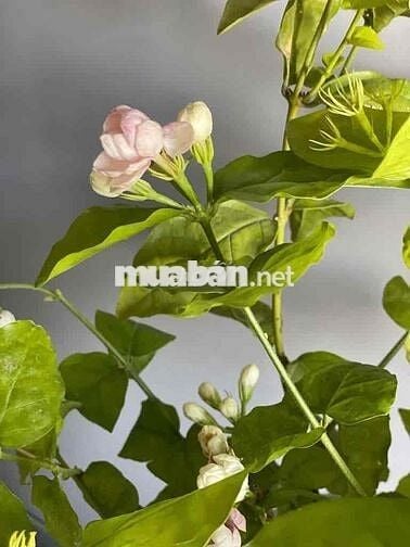 Cho Thuê NHÀ ĐÚC 3 Lầu MT Lê Lâm : 3,8 x 20 nhà mới tinh : 4 PN